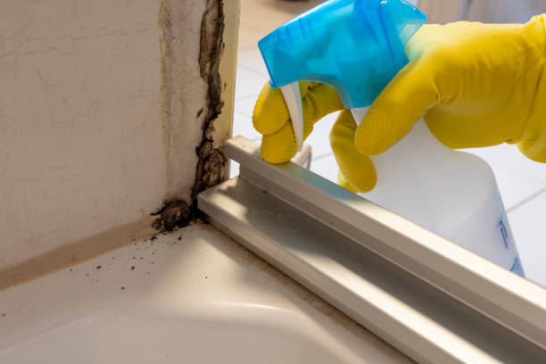 Office Mold Removal Services in Ocean Springs, MS