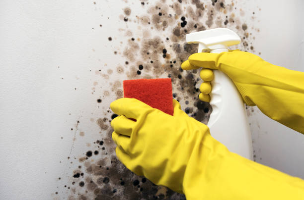 Best Mold Remediation Experts  in Ocean Springs, MS