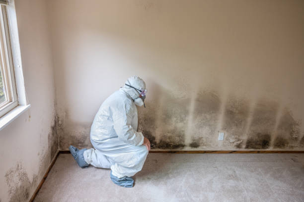 Best Local Mold Removal Service  in Ocean Springs, MS