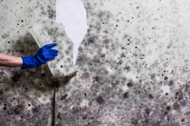 Best Toxic Mold Removal  in Ocean Springs, MS