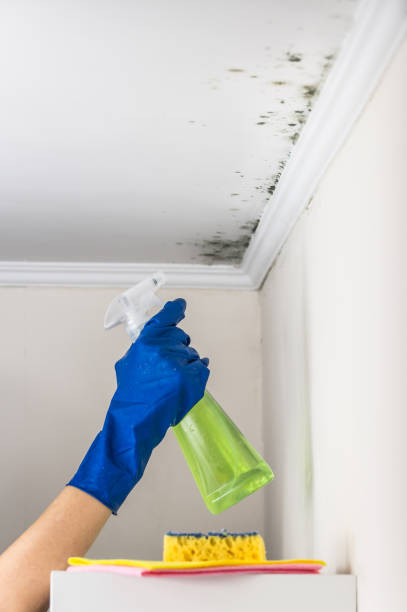 Best Residential Mold Removal  in Ocean Springs, MS